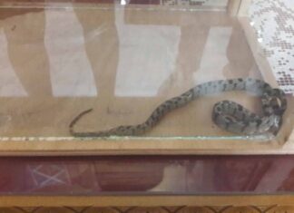 Κεφαλονιά: Βγήκαν τα φιδάκια της Παναγίας